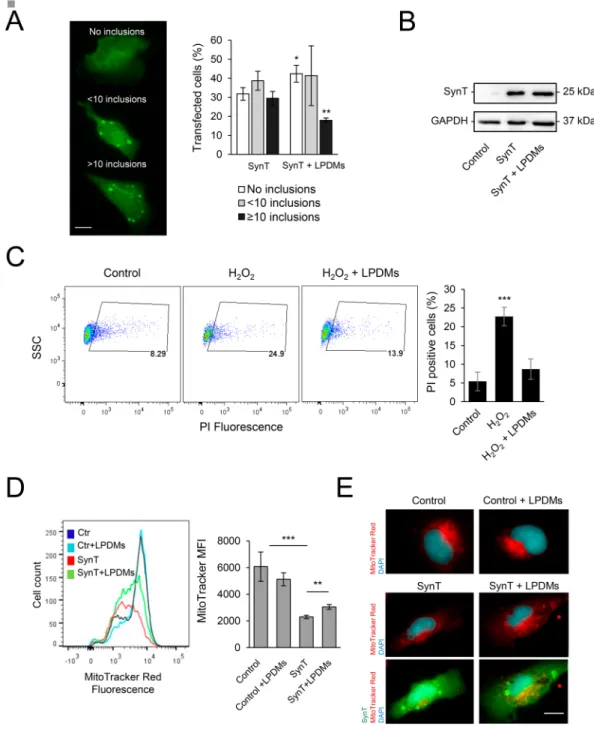 Figure 5.  A. unedo LPDMs modify the distribution of aSyn inclusions, protect from H 2 O 2 -induced toxicity and  promote mitochondrial function in H4 cells