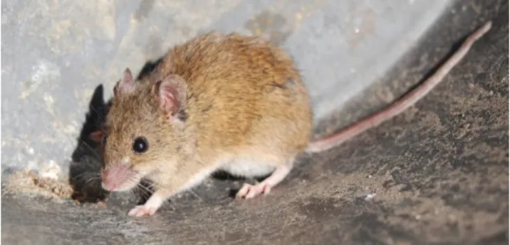 Figure 1.1 - Algerian mouse, Mus spretus, Lataste 1883 