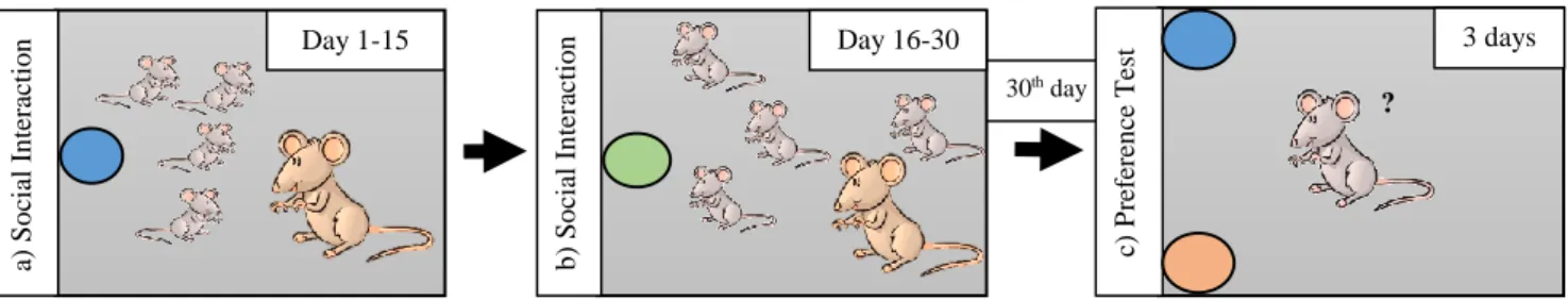 Figure 2.5 - Pilot Vertical Transmission test set up. a) day 1-15: social interaction between a female Mus spretus  and her offspring where the female ate CCinnamon (blue); b) day 16-30: social interaction between the female and  her offspring, where the f