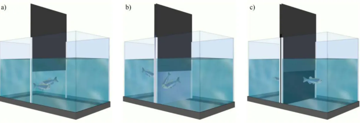 Figure  2  –  Experimental apparatus: a) Real opponent interaction, fish fought with a  conspecific, and a Winner and a Loser emerge; b) Mirror interaction, fish fought with  their own image on the mirror but did not experience a change in social status; c