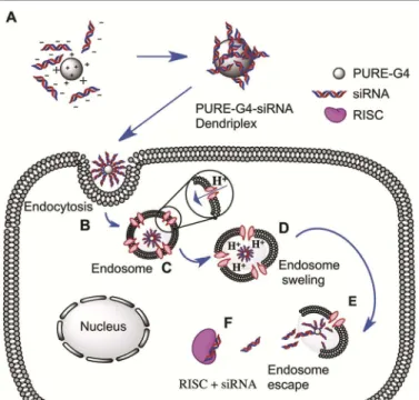 Fig. 5. Schematic representation of PURE-G4 and siRNA complexation in solution  (A);  Endocytosis  (B);  Endosome  acidification  due  to  proton  sponge  effect  (C)  followed by endosome swelling (D); membrane disruption (E) and siRNA loading  into RISC 