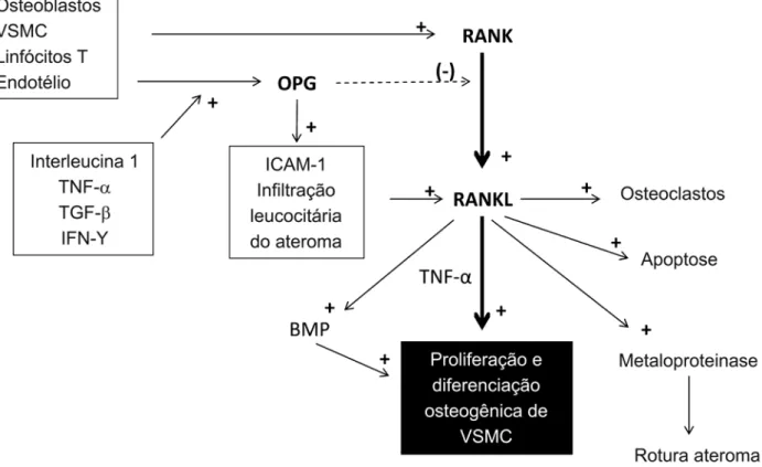 Figura 2. Vias de sinalização no eixo RANK-RANKL-OPG. Atividade inflamatória pró-aterosclerótica pode promover a diferenciação osteogênica de células musculares lisas