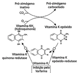 Figura 2. Ciclo da vitamina K e sua inibição pela varfarina