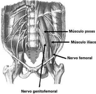 Figura 1. Visão anterior do trajeto do nervo femoral na cavidade pélvica