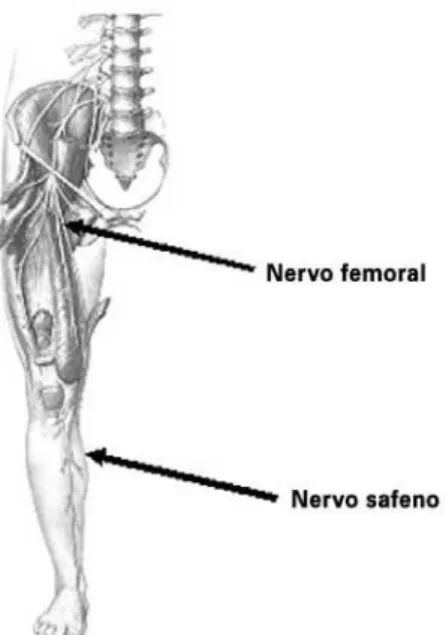 Figura 2. Trajeto do nervo femoral em toda sua extensão