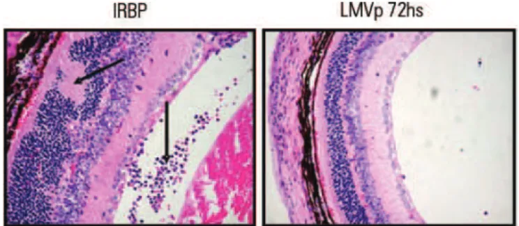 Figura 2. LMVp suprime os sinais clínicos de UAE ativamente induzida. 