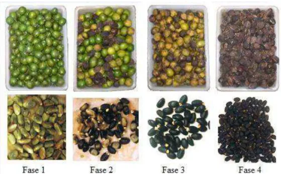 FIGURA  1.  Frutos  de  pinhão-manso  classificados  de  acordo  com  as  fases  de  maturação