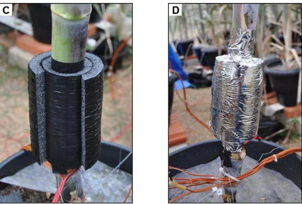 FIGURA 1. Inserção  do  minirresistor  no  colmo  de  uma  planta  de  cana-de-açúcar  (A),  e  dos  termopares  acima  e  abaixo  da  fonte  de  aquecimento  (B);  isolamento  térmico  (C),  e  revestimento  do  sistema  de  medição  com  fita  de  alumín