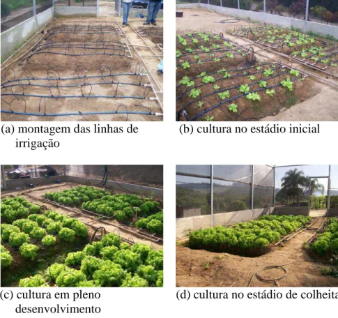 FIGURA  1  (a),  (b),  (c)  e  (d).  Linha  de  canteiros  e  cultura  em  diferentes  estádios