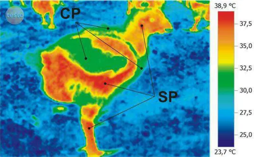 FIGURA 1.  Imagem termográfica de uma ave com área da coleta das temperaturas superficiais de  penas  (CP)  e  de  pele  (SP)