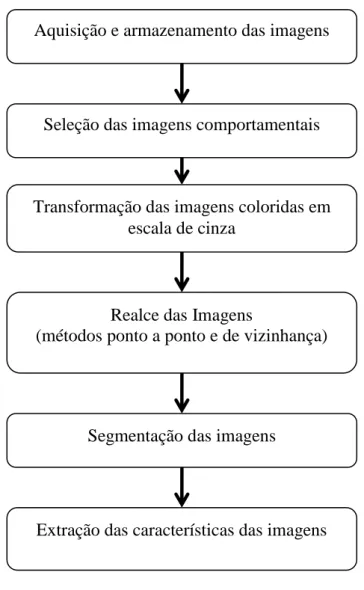 FIGURA  1.  Representação  esquemática  das  etapas  do  processamento  das  imagens.  Schematic 