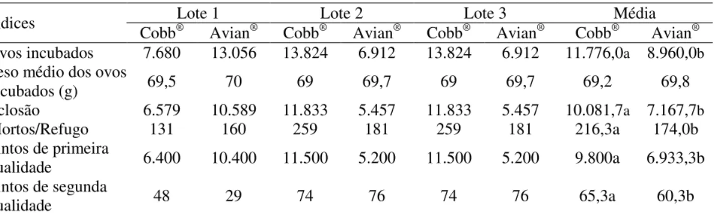 TABELA 4. Índices zootécnicos de três lotes estudados com duas linhagens comerciais. Indexes of  three batches studied in two commercial strains