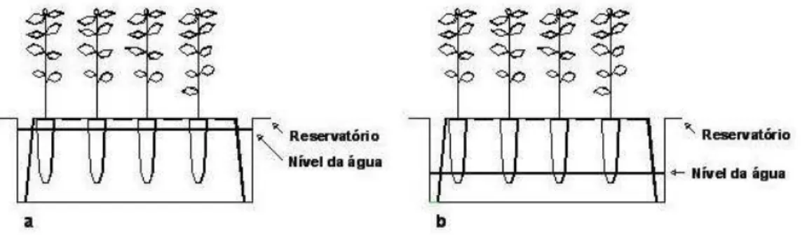 FIGURA 1. Representação do sistema de irrigação para os manejos F1 (a) e F2 (b). Representation  of the irrigation system for F1 (a) and F2 (b) managements