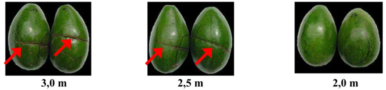 FIGURA 2. Abacates ‘Geada’ submetidos ao impacto de 3,0 m, 2,5 m e 2,0 m de altura. 'Geada'  avocados submitted to impact at 3.0 m, 2.5 m, and 2.0 m high