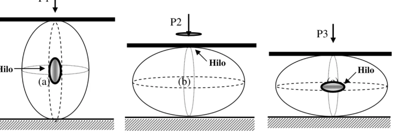 FIGURA 3. Orientações  dos grãos de soja durante os ensaios de compressão. (a) posição P1; (b)  posição P2, e (c) posição P3