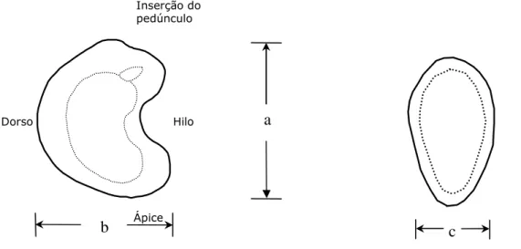 FIGURA 1. Dimensões  características  da  castanha  de  caju.  Comprimento  (a),  largura  (b)  e  espessura (c)