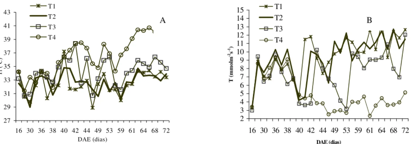 FIGURA 4. Valores médios diários ao meio-dia solar para temperatura foliar (Tf) (A) e transpiração  (T) (B), com quatro regimes de irrigação