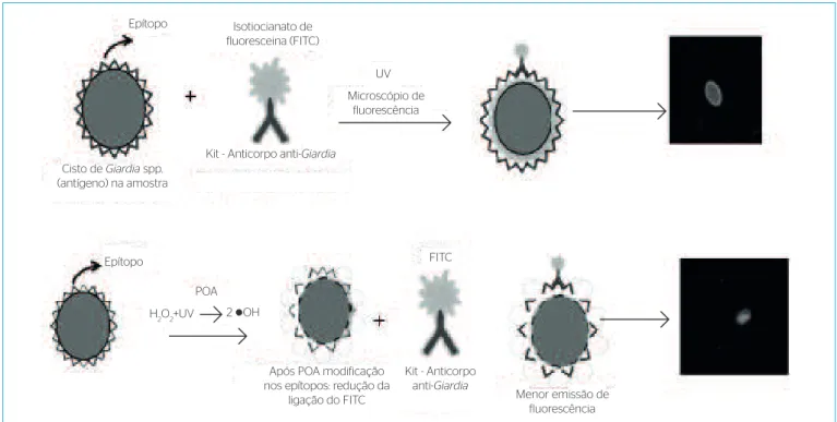 Tabela 2 – Classificação dos cistos, pela coloração de reação de  imunofluorescência direta, quanto ao dano* ou não à parede do  organismo após os processos.