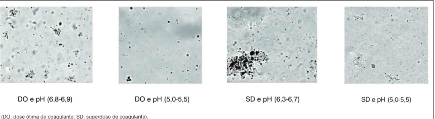 Figura 4 - Remoções de oocistos de Cryptosporidium nas amostras coletadas no período de amadurecimento de água (AF1) e no período estável de  operação do filtro (AF2).