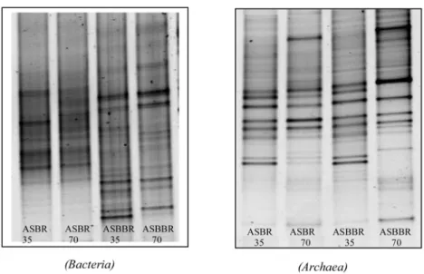 Figura 8 - Perfil das bandas padrões do DGGE dos fragmentos do DNAr 16S amplificados com primers 968FGC e 1392R (Domínio Bacteria) e com
