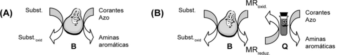 Figura 1 – Redução anaeróbia de corantes azo por bactéria, na ausência (A) e presença (B) de mediadores redox