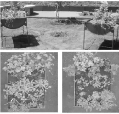 Figura 1. (A) Disposição dos canteiros de ervas aromáticas (B) e (C) Visão superior dos conteiros