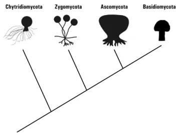 Figura 6 – Cladograma mostrando uma das propostas de relações filogenéticas dos fungos