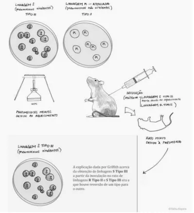 Figura 2 - Esquema sobre o experimento de Griffith acerca da transformação de um Tipo de pneumococo em outro