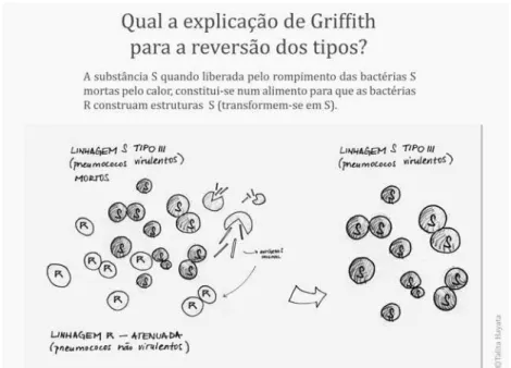 Figura 3 - Representação da explicação de Griffith para a hipótese de transformação dos tipos