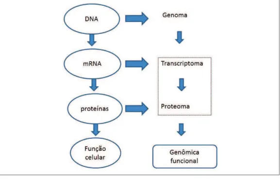 Figura 3 – Organograma relacionando a sequência da função das “ômicas”, genômica,  transcritômica e proteômica