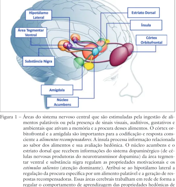 Figura 1 – Áreas do sistema nervoso central que são estimuladas pela ingestão de ali- ali-mentos palatáveis ou pela presença de sinais visuais, auditivos, gustativos e  ambientais que ativam a memória e a procura desses alimentos