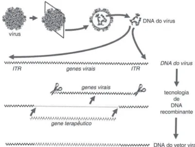 Figura 2 – Construção de um vetor viral para terapia gênica. a figura ilustra, como exem- exem-plo,  o  vírus  adenoassociado,  cujo  material  genético  é  uma  fita  simples  de  dna