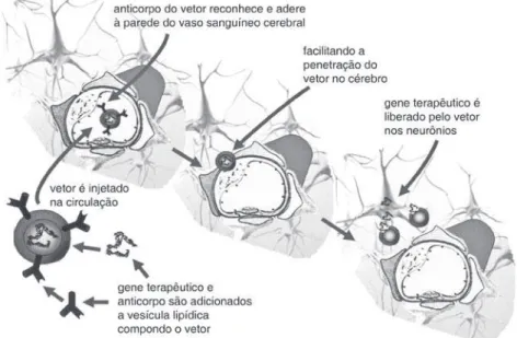 Figura 4 – Modelo de vetor não viral combinado com molécula de endereçamento. a fi- fi-gura usa como exemplo um imunolipossomo para transdução gênica cerebral  (Pardridge,  2005)