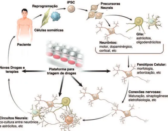 Figura 1 – Modelagem de doenças neurológicas usando a tecnologia de iPSC. Reprogra- Reprogra-mação de células somáticas de pacientes e controles, gerando iPSC isogênicas,  isto é, com o mesmo genoma do paciente