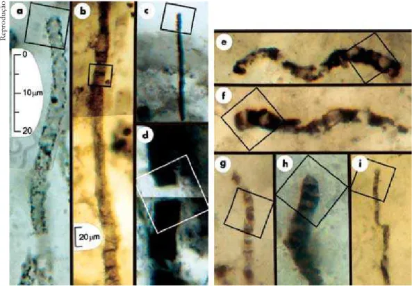 Figura 3 – Microfósseis pré-Cambrianos. Os exemplares “e, f, g, h, i” são os mais  antigos (3,465 B.a.), encontrados nos estromatólitos de Apex, na Austrália (J