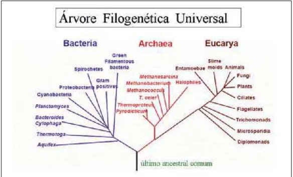 Figura 4 – Árvore filogenética universal da vida baseada no RNA ribossômico 16s, mostrando a existência de um ancestral comum a todas as formas de vida.