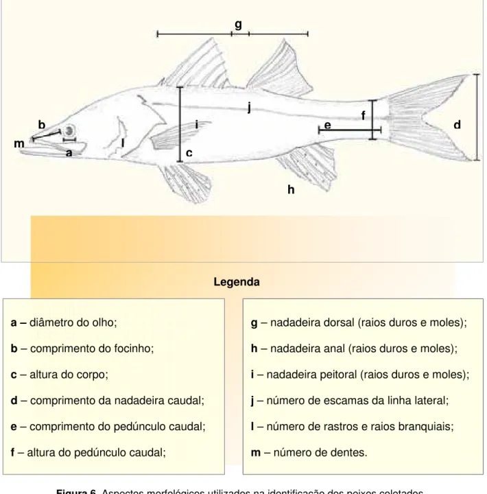 Figura 6. Aspectos morfológicos utilizados na identificação dos peixes coletados.