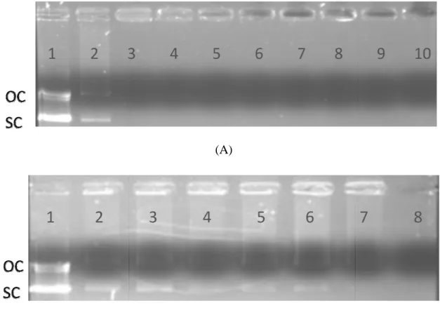 Figure 4: Agarose gel electrophoresis picture showing DNA compaction. 