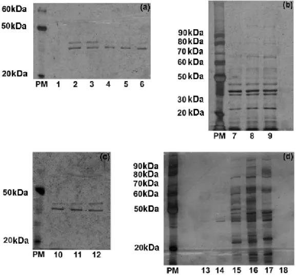 Fig. 3.  Electrophoretic profile of proteins extracted from B.  cereus, for 10, 30,  and 90 min (a), (b)–(c), and 24h (d)