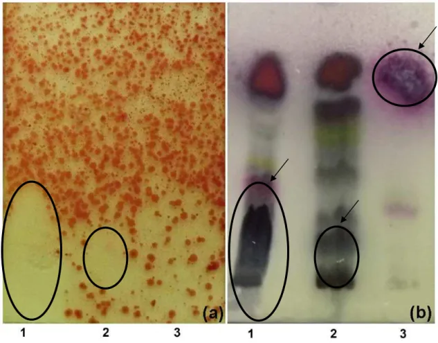 Fig. 4.  Detection of the antibacterial activity of C.  duckei oleoresin by  bioautography assay against B