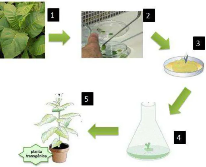 Figura 9 - Transformação utilizando Agorabacterium tumefaciens.Esquema do processo de  transformação  por  intermédio  da  Agrobacterium  tumefaciens,  nas  plantas  de  Nicotianum  tabacum 
