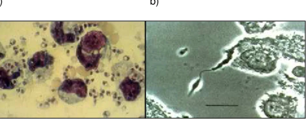 Figura 1. Formas morfológicas da leishmania: a) amastigota; b) promastigota  (PEARSON et 