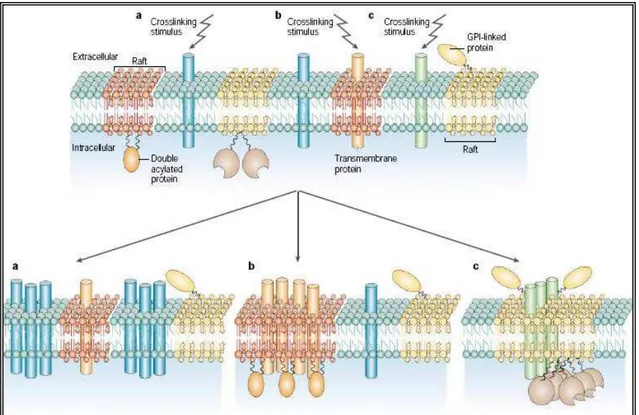 Figura 4. Lipid rafts são microdomínios ricos em colesterol ou esfingolipídeos onde moléculas 