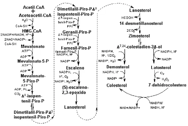 Figura 5. Biossíntese do colesterol pela via do mevalonato 