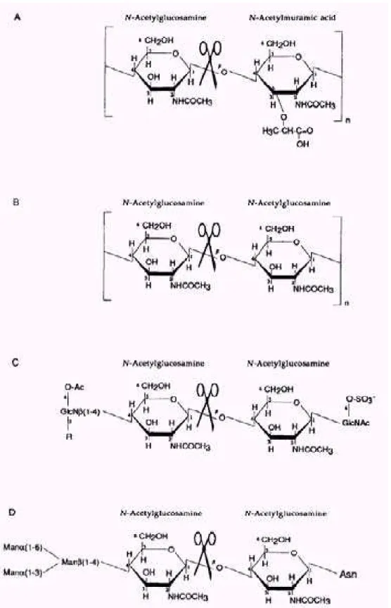Figura 01: Ponto de hidrólise das endo-N-acetil- E-glicosaminidases sobre alguns