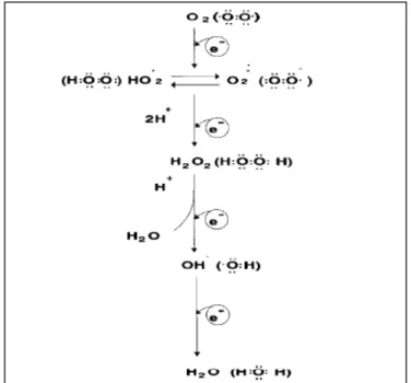 Figura  8.  Redução  do  oxigênio  molecular  (O 2 )  na  mitocôndria  até  a  formação  de  água