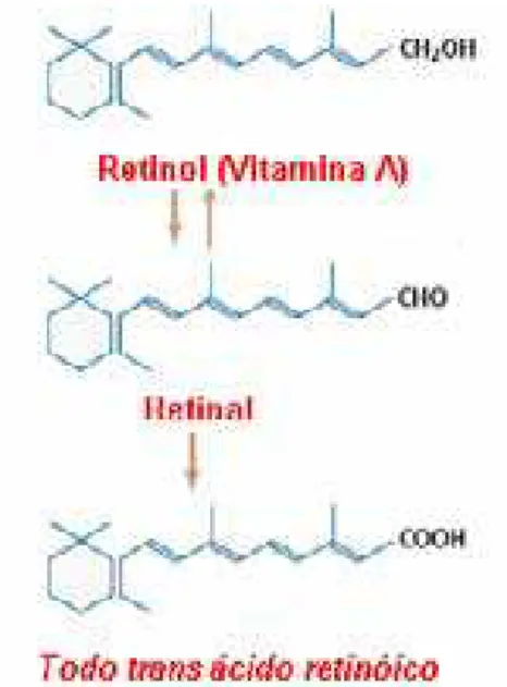 Figura 3- Conversão do retinol a ácido retinóico.   Fonte: Adaptada de Perlmann (2002)