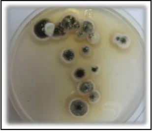 Figura  3.  Placa  de  petri  contendo  o  fungo   Metarhizium  anisopliae  em  meio  PDA