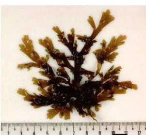 Figura 6 - Dictyota menstrualis: alga marinha marrom utilizada neste  trabalho. 