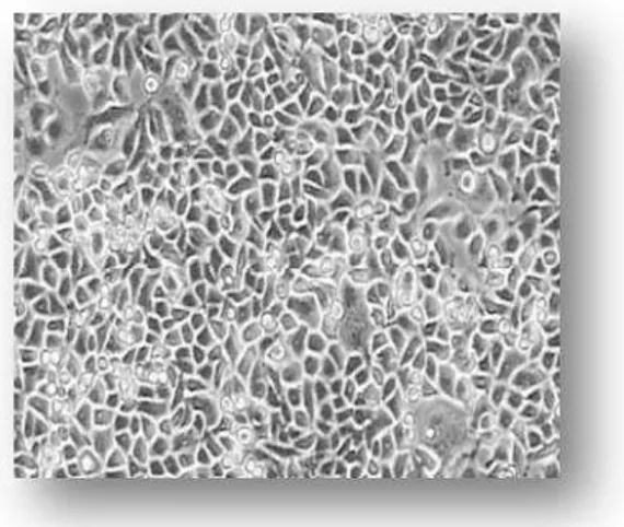 Figura 10.  Monocamada normal de células HepG2.  Fonte: Muller, 2010 